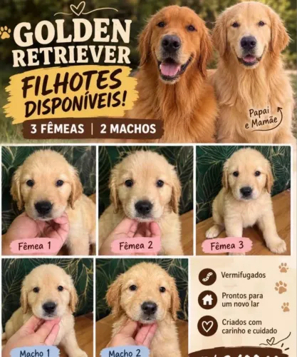 Golden RETRIEVER