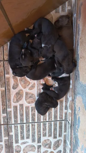 Vendo filhotes Pitbull