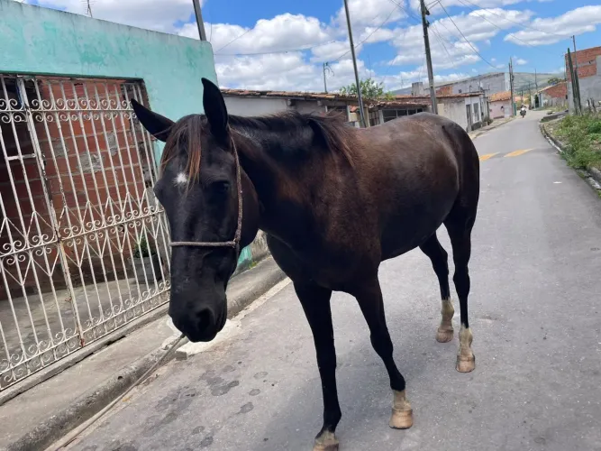 Cavalo novo igual de muda   Valor R$ 5500