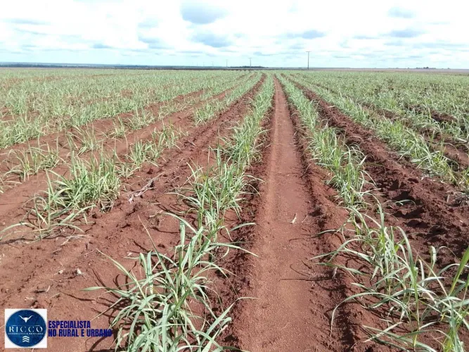 Fazenda à Venda em Pedro Afonso 1.000 Hectares | Arrendada para Usina