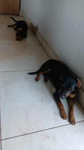 Doação de Cachorro