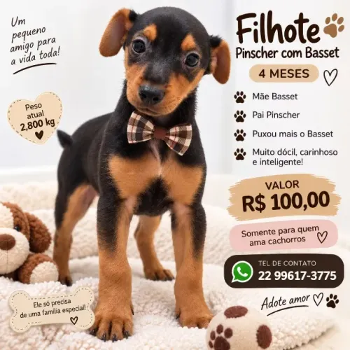 Filhote Pinscher com Basset 4 meses