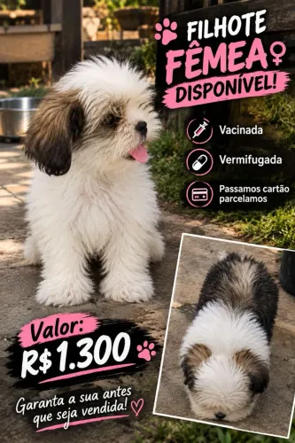 Fêmea Mine Shitzu