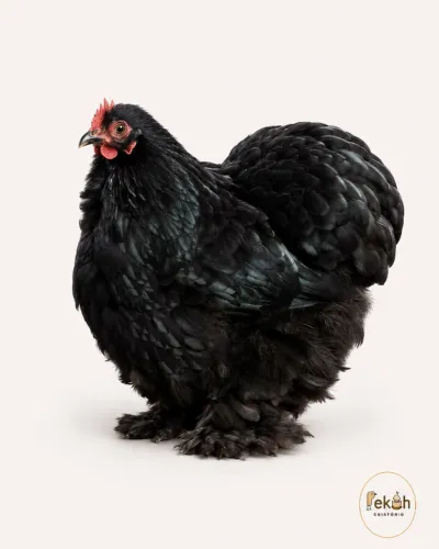 Mini Cochim Preto Galinha Galo Pintinho ovo