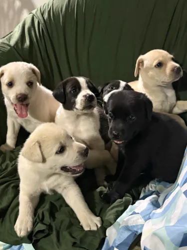 Adoção de cachorrinhos