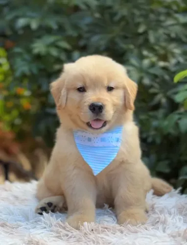 Golden retriever