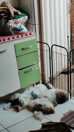 Disponível Shih Tzu a venda machinho 900,00, fêmea 1.200 6 meses