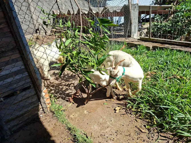 Casal de cabra com cabritinho saanen