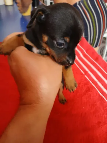 Pinschers 2 machos e 1 fêmea