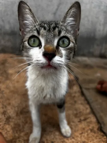 Gato para adoção