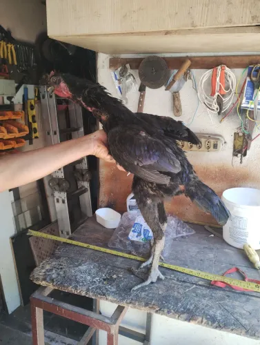 Frango indio gigante urubu