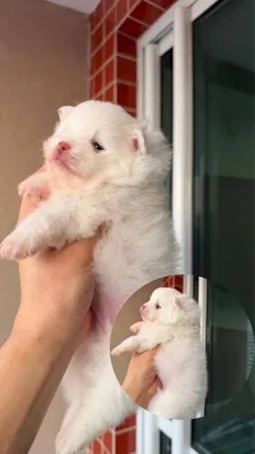 Lulu da pomeranea