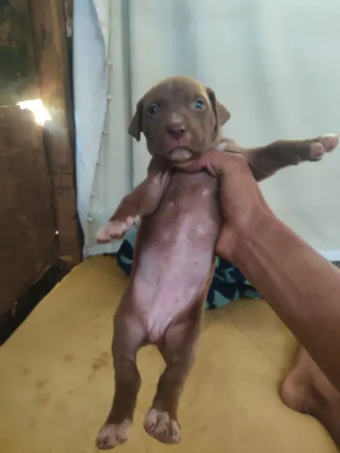 Cachorro Pitbull fêmea 