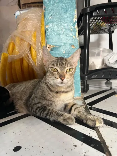 Gatinha para adoção