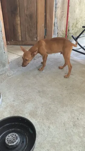 DOAÇÃO PITBUL COM VIRA-LATAS