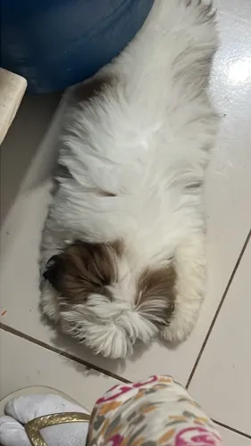Lhasa fêmea 2 meses vacinada