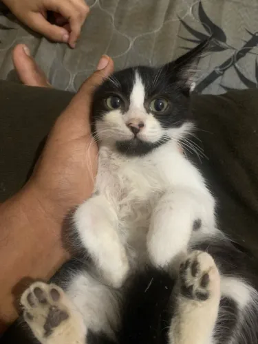 Doação de gato de 2 meses