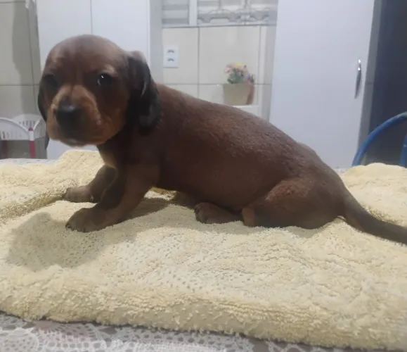 Linguicinha machinho