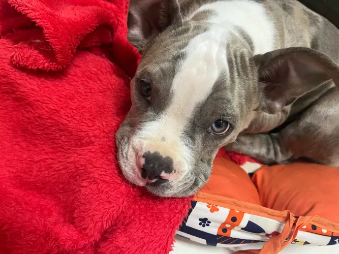 American Bully - 90 dias - porte médio