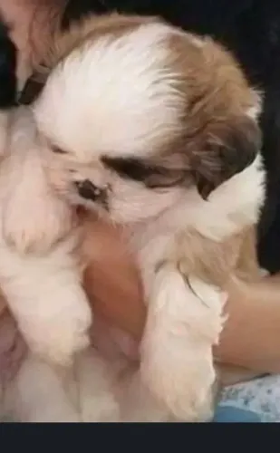 Vendo fêmea Shithzu mini 2 meses