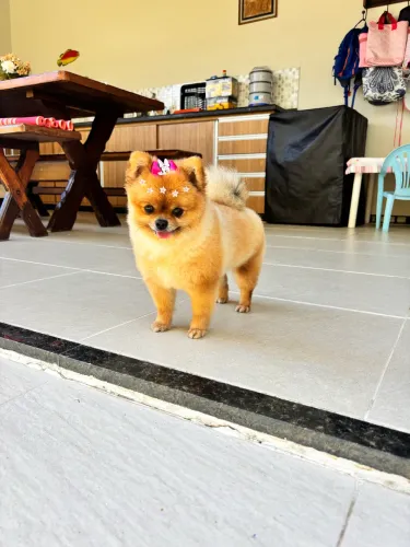 Macho para cruzamento