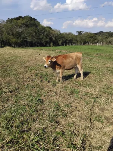 Lote de gado