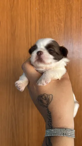 Shih Tzu femea branca e chocolate 