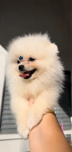 Spitz alemão anão 