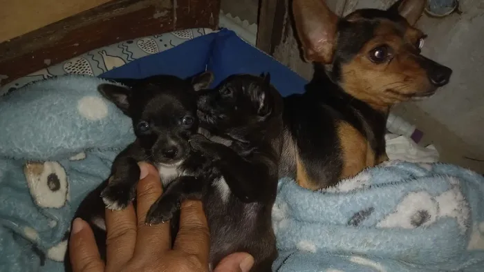 Vende-se cachorro pinscher 01