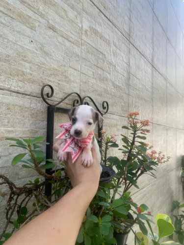 Cachorros fox paulistinha com pincher