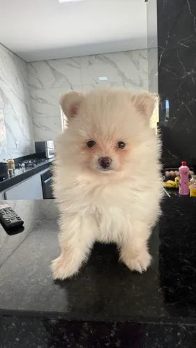 Filhote Lulu da Pomerania