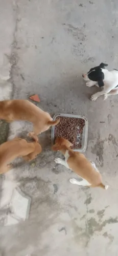 Cachorro filhote