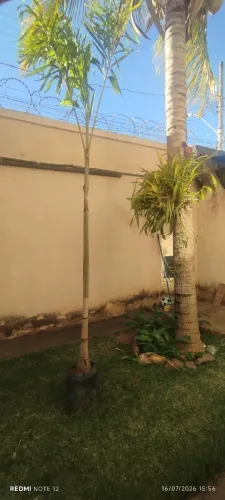 Palmeira Rabo de Raposa 3mts