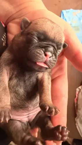Pug abricó