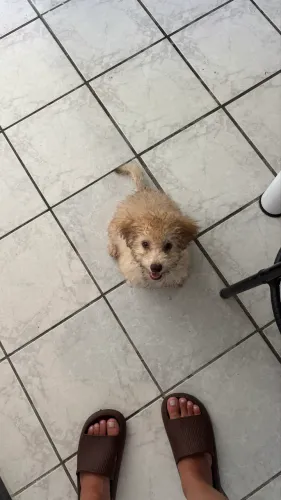 Filhote poodle 