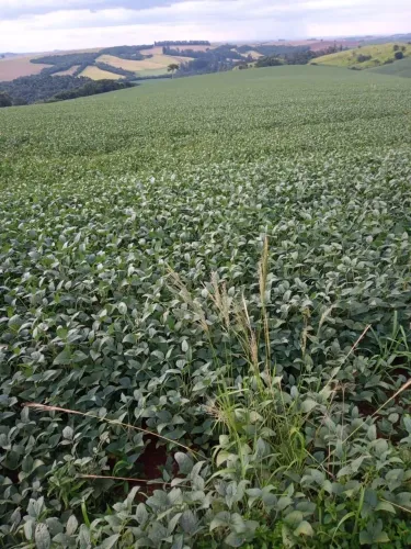 Sitio Pega 50% imóvel Londrina