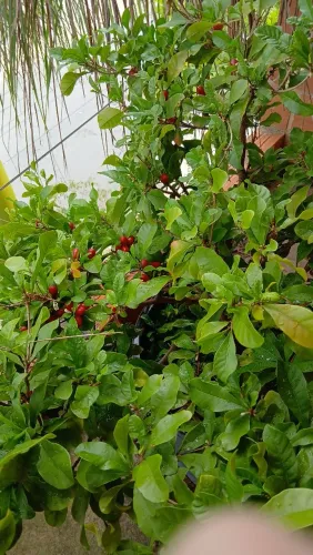 Plantas frutíferas para colecionadores