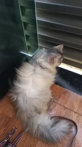 Gatas persa
