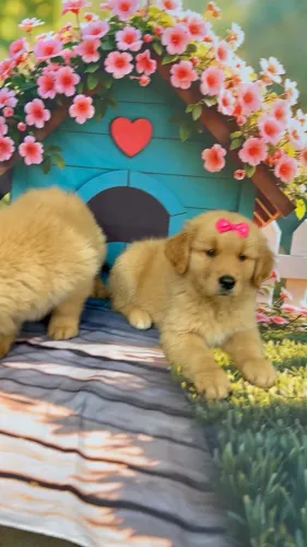 Golden retriever fêmeas disponível e macho pedigree lindos