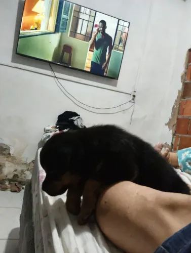 filhote de rottweiler top
