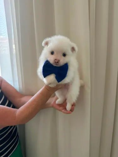Vendo Lulu da Pomerânia Spitz Alemão Macho e Móveis