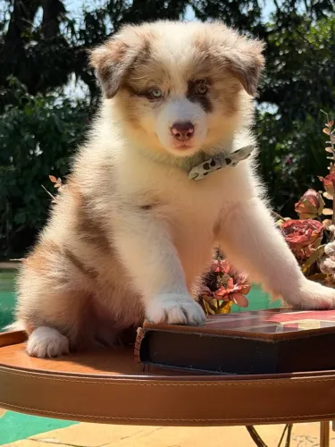 Border collie Merles Triunfokennel.es