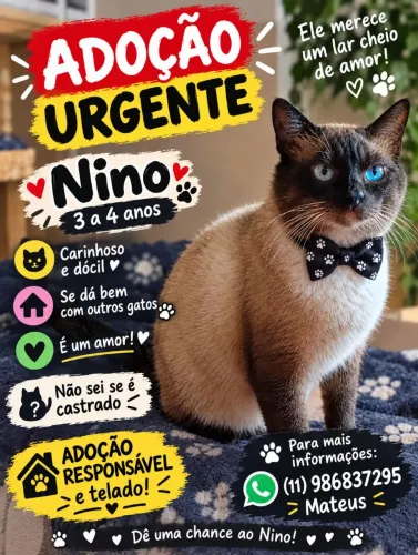 Adoção Gatos