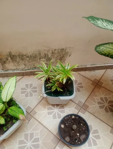 Planta dracena
