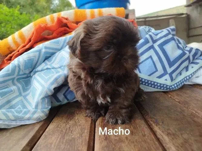 Filhote de Shih Tzu