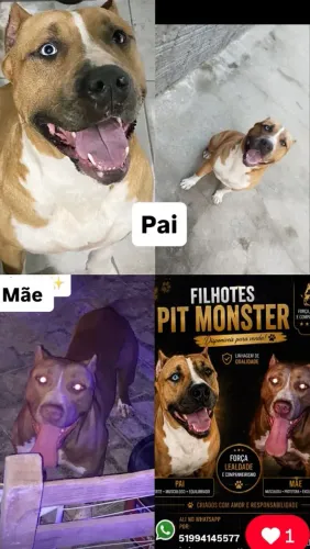filhotes de pitmonster