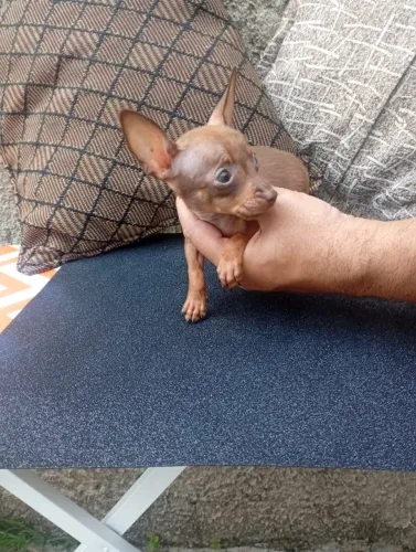 Filhote de Pinscher Mini