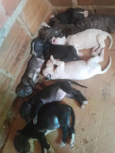 Vendo cachorro , misturado .
