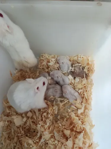 Hamster chinês 