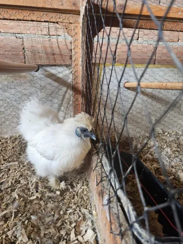 Galinha Sedosa do Japão